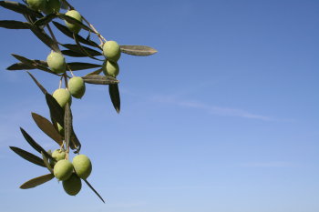 Benefits of Olive Leaf Extract